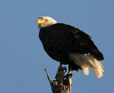Bald Eagle, Viera Wetlands,11-16-2007