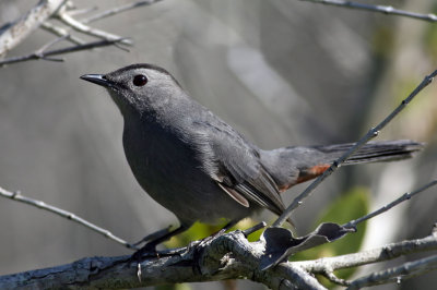 Catbird Viera Wetlands, 11-16-2007