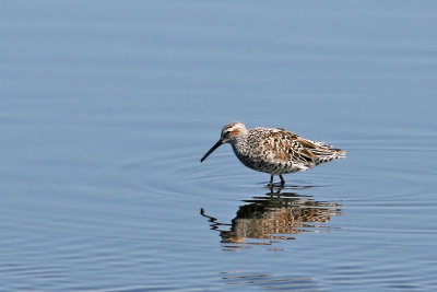 Stilt Sandpiper
