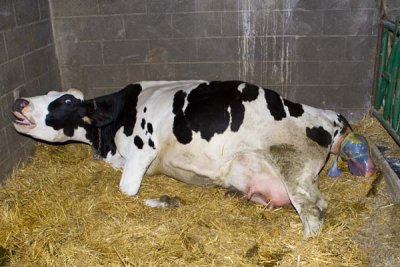 Miracle of Birth Sub Gallery