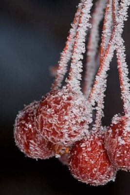 Frozen Fog