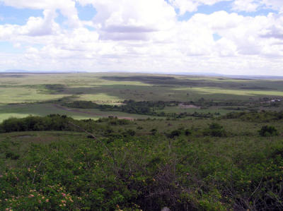The View