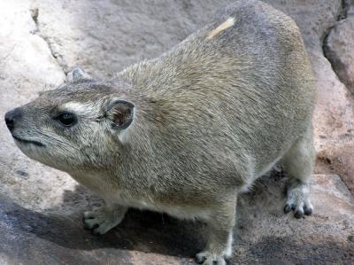 A Fellow Resident - Hyrax