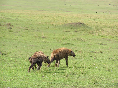 Hyenas