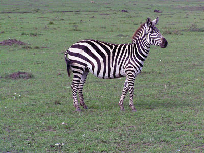 Zebra