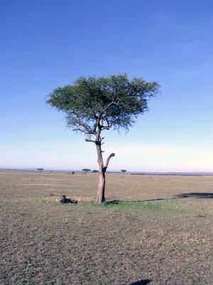 A Lonely Tree