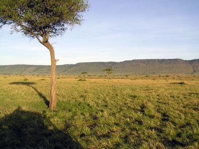 The Savanna