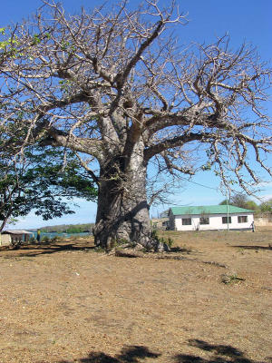 A Baobab Tree