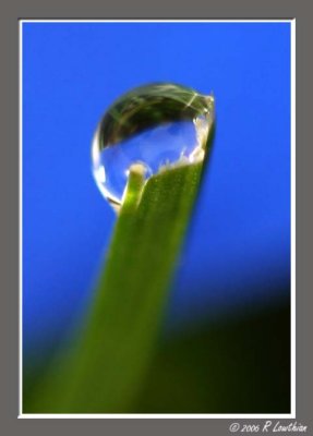 Dew Drop on Blade of Grass
