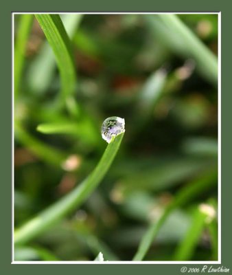 Dew Drops on Grass