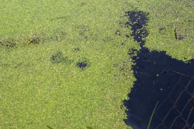 Algae on the Pond