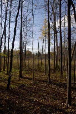 A Walk in the Woods