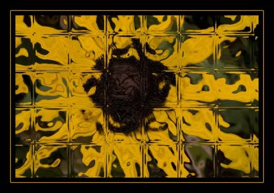 Blackeyed Susan Distorted with the Glass Block filter