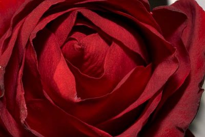 Red Rose