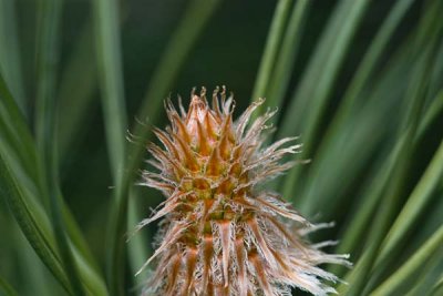 New Growth on the Austrian Pine