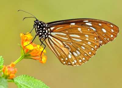 DSC_2008A.jpg