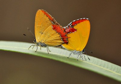 DSC_2492a.jpg