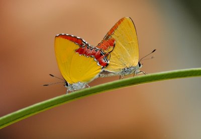 DSC_2541a.jpg