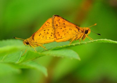 DSC_2977a    .jpg