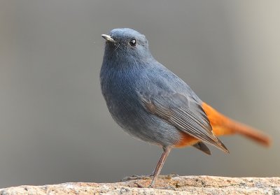 DSC_9001bb.jpg