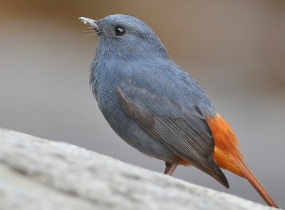 DSC_9891tt.jpg