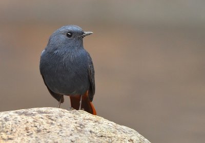 DSC_9897aa.jpg