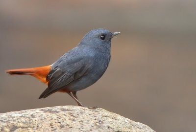 DSC_9901aa.jpg
