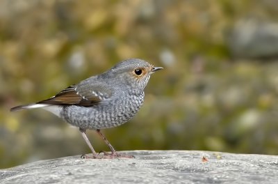 DSC_5668a.jpg