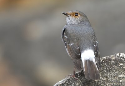 DSC_5958n.jpg