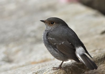 DSC_6052a.jpg