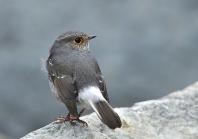DSC_6140n.jpg