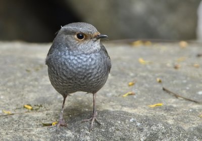 DSC_6394n.jpg
