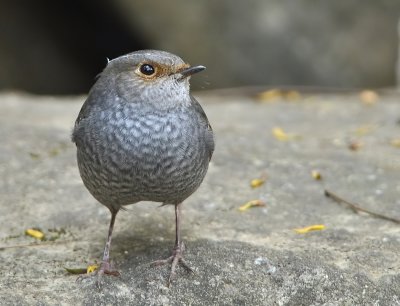 DSC_6396n.jpg