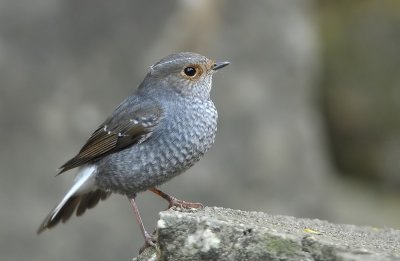 DSC_6407a.jpg
