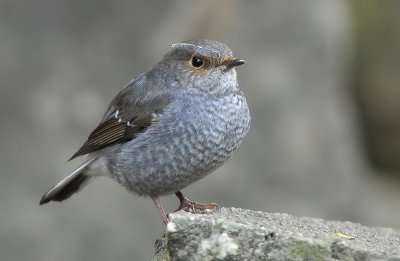 DSC_6421nn.jpg