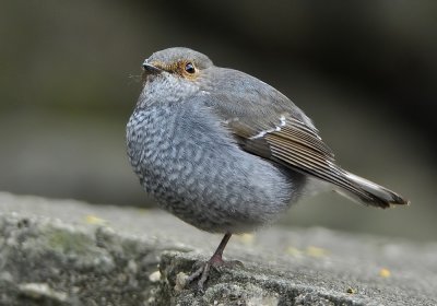 DSC_6519a.jpg