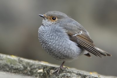 DSC_6615aa.jpg