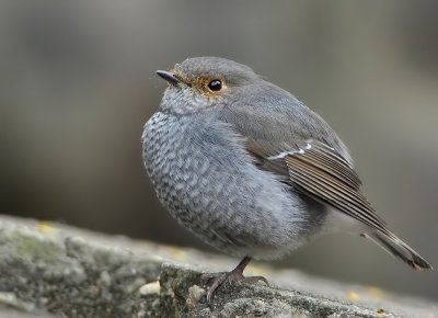 DSC_6720aaa.jpg