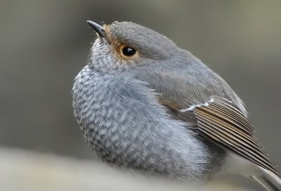 DSC_6797b.jpg