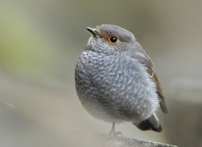DSC_6849n.jpg