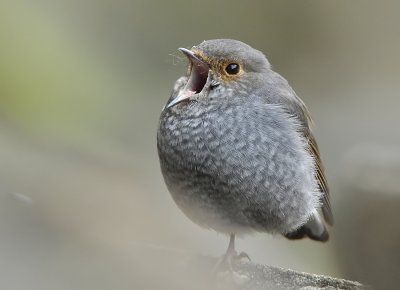 DSC_6881n.jpg