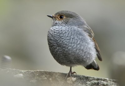 DSC_6984n.jpg