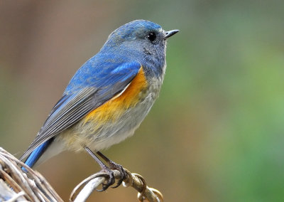 red-flanked_bluetail_