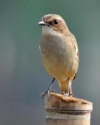 DSC_2562aa.jpg