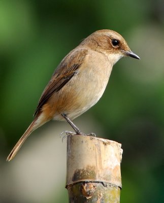 DSC_3733aa.jpg