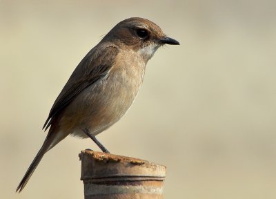 DSC_3983aa.jpg