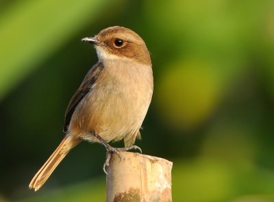grey_bushchat_female