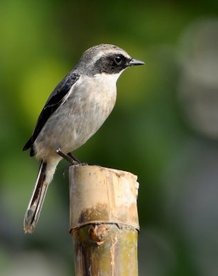 DSC_4050aa.jpg