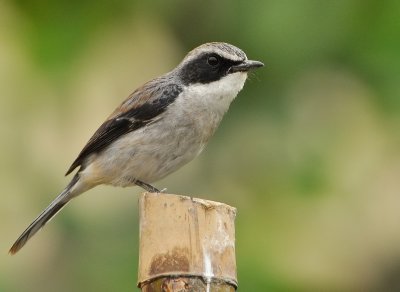 DSC_4424BB.jpg