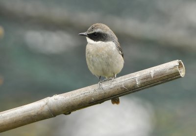 Grey Bushchat male